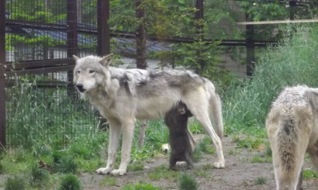 円山動物園_b0181524_20553017.jpg