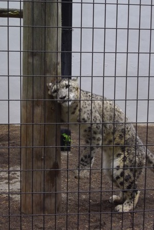 円山動物園_b0181524_2056441.jpg