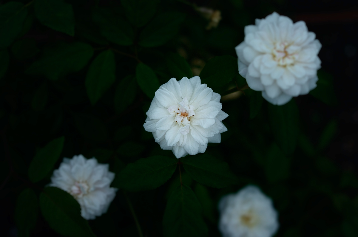 Rose of the cloudy day #8_c0126428_2214259.jpg