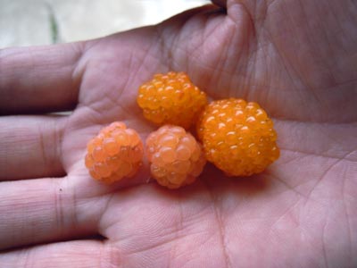 黄色い木いちごの実2種 だって おばちゃんだもん 黄色い木いちごの実2種 だって おばちゃんだもん