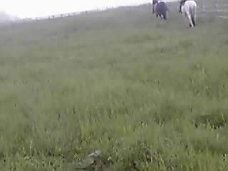 8つ葉のクローバー発見!_e0145441_2057831.jpg