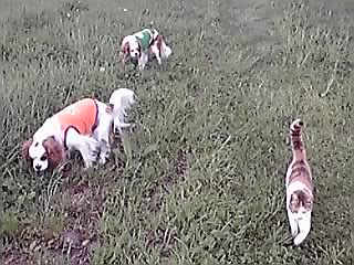 8つ葉のクローバー発見!_e0145441_2124032.jpg