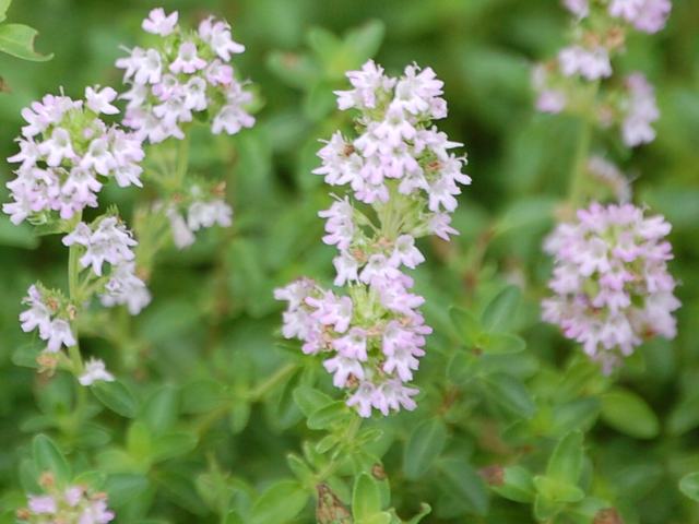 洋種伊吹麝香草 ヨウシュイブキジャコウソウ ポピュラーな花