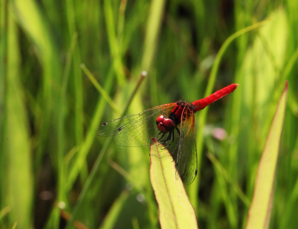 三重県　上野森林公園　ハッチョウトンボ_c0108146_21204032.jpg