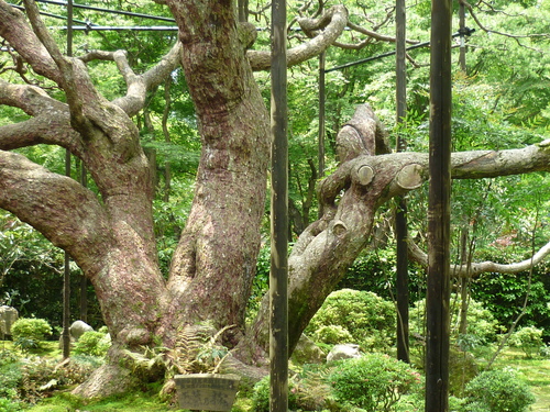 京都に行ってきました~_a0153252_15464329.jpg