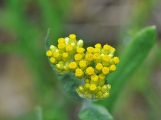 嵯峨野で見つけた花_a0096255_19543256.jpg