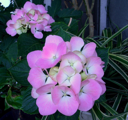 紫陽花の薄桃色に今朝の雨_c0050857_1333486.jpg