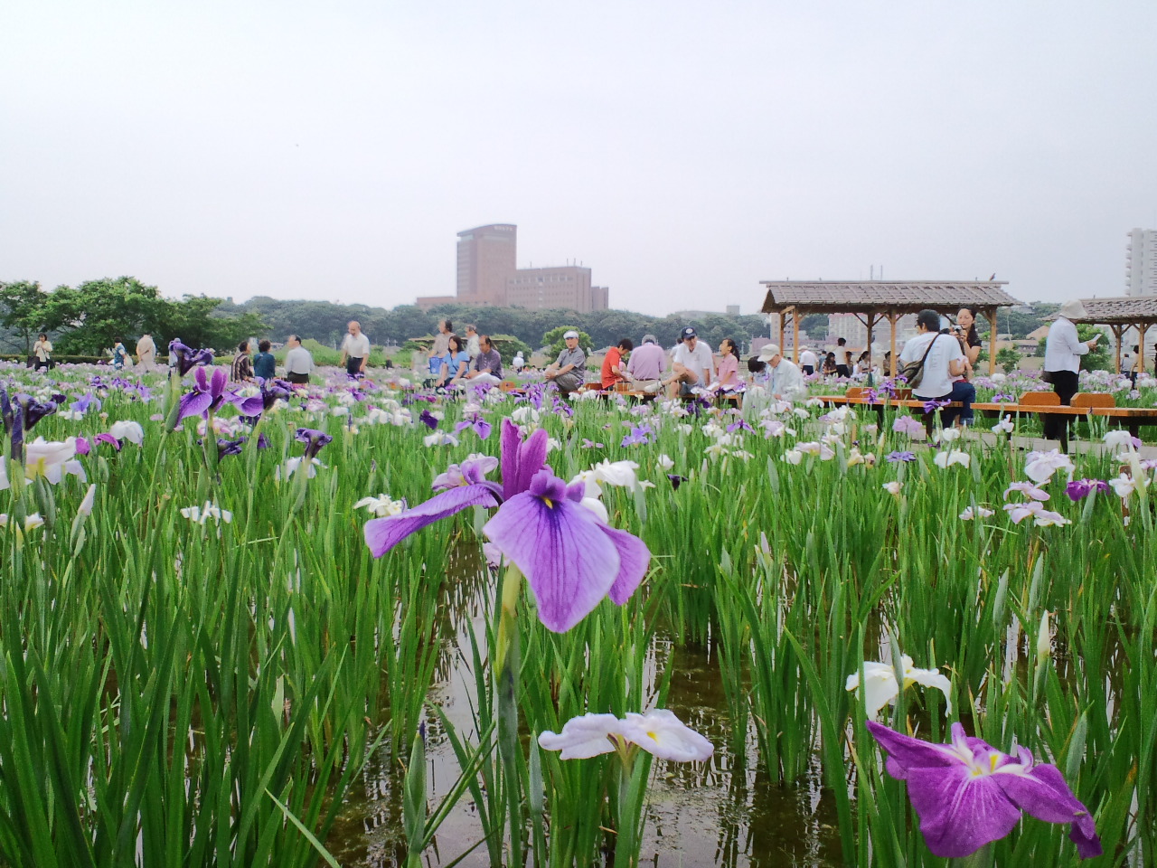 小岩菖蒲園_b0150059_227766.jpg