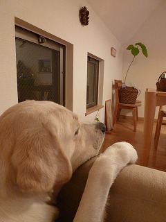 with dog いつものひととき♪_a0165160_6141865.jpg