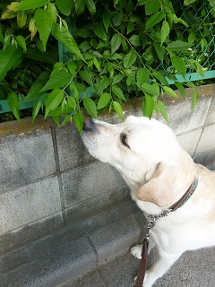 with dog いつものひととき♪_a0165160_755563.jpg