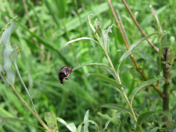 昭和記念公園で虫撮り、2_e0064461_14555968.jpg