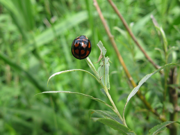 昭和記念公園で虫撮り、2_e0064461_14561880.jpg