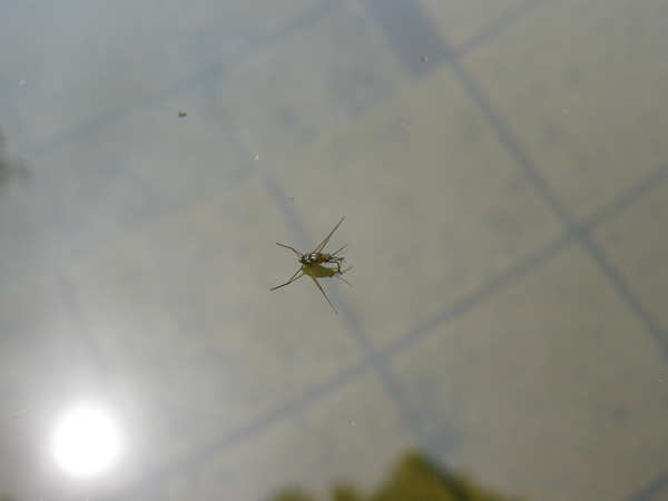 昭和記念公園で虫撮り、2_e0064461_1522108.jpg