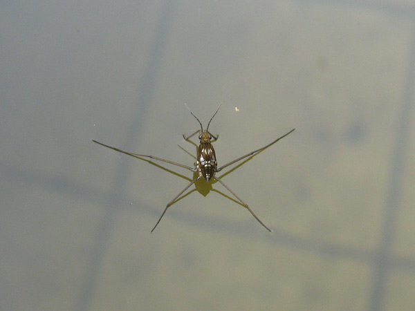 昭和記念公園で虫撮り、2_e0064461_1525670.jpg
