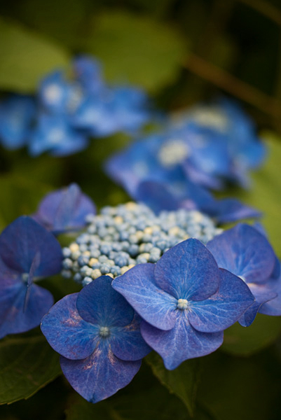 近所の紫陽花でも_f0226462_16334011.jpg