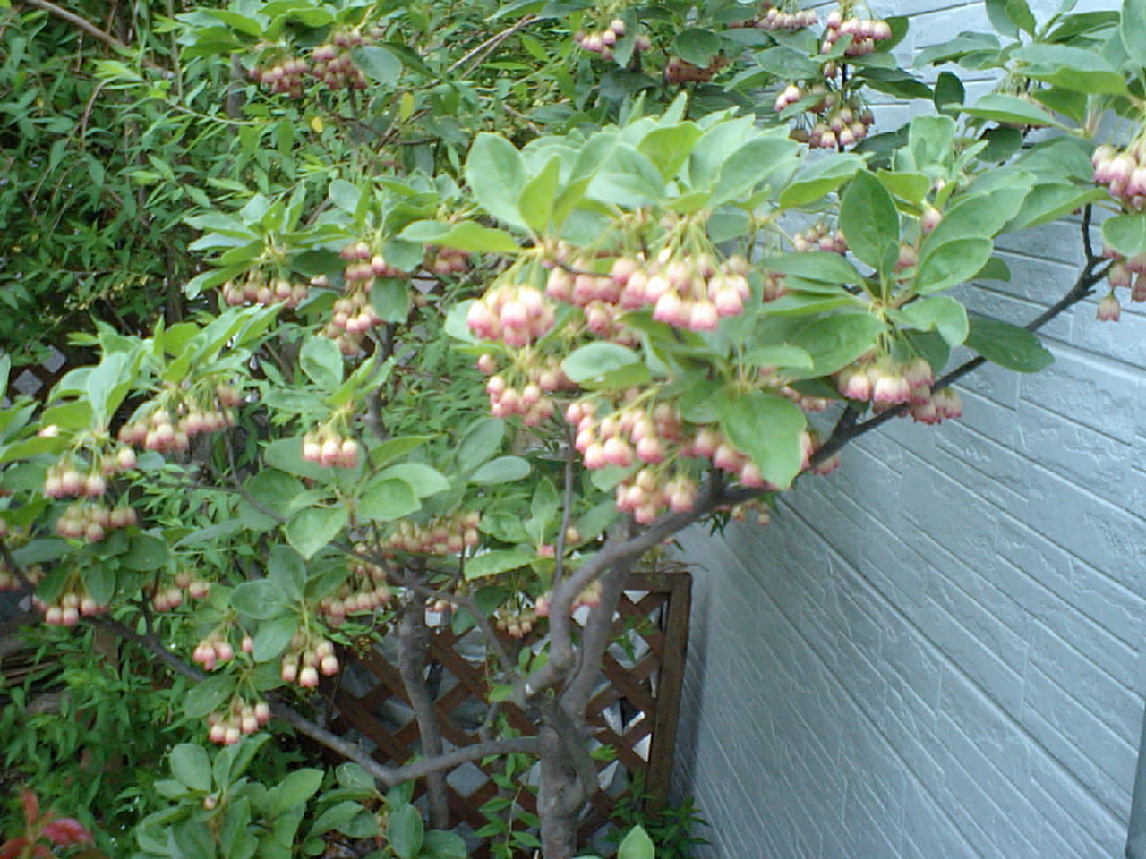 d0098665_17461346.jpg