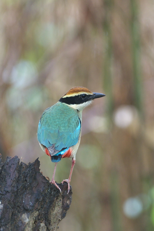 ヤイロチョウ　その２_c0096278_6103976.jpg