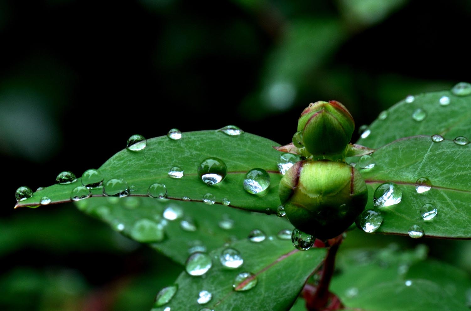 雨の合間_b0204383_8521875.jpg