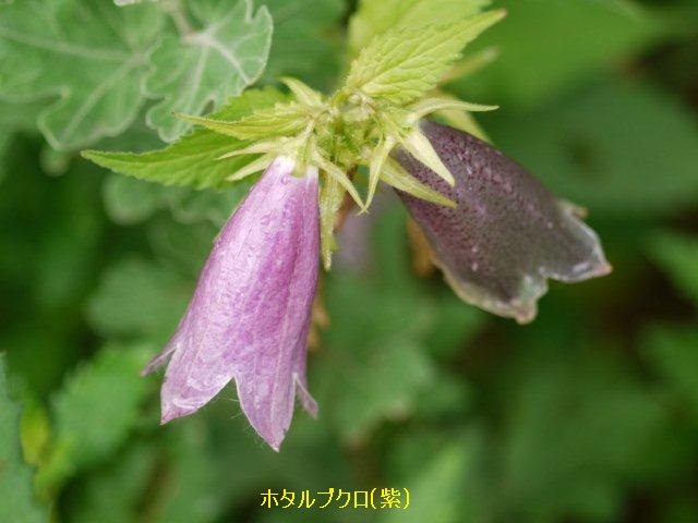季節の花、《 花壇 》毎年同じ季節、同じ場所に、同じ花が咲いてます_b0175688_22433196.jpg