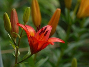 季節の花、《 花壇 》毎年同じ季節、同じ場所に、同じ花が咲いてます_b0175688_23165.jpg
