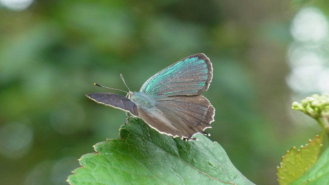 a0152692_1831639.jpg