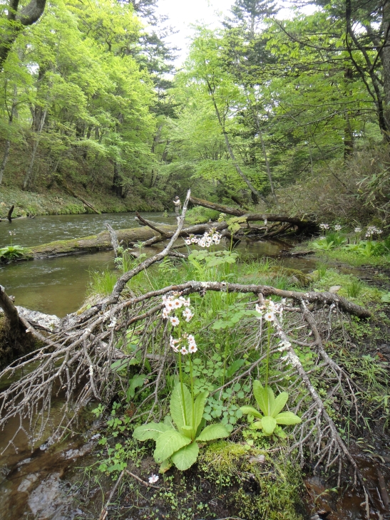 b0172805_1010169.jpg