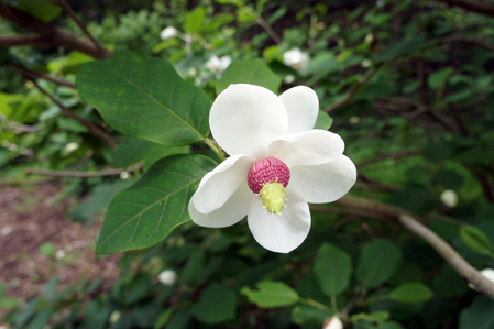 初夏の百合が原公園_f0160407_426796.jpg