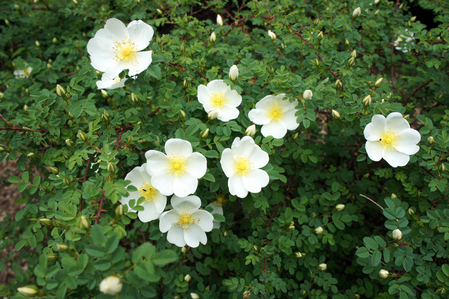 初夏の百合が原公園_f0160407_4275479.jpg