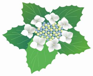 西天満 松弥 と 紫陽花_a0194908_15431063.jpg