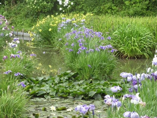 6月１３日　　　花菖蒲・もやし炒め_c0067508_23151071.jpg