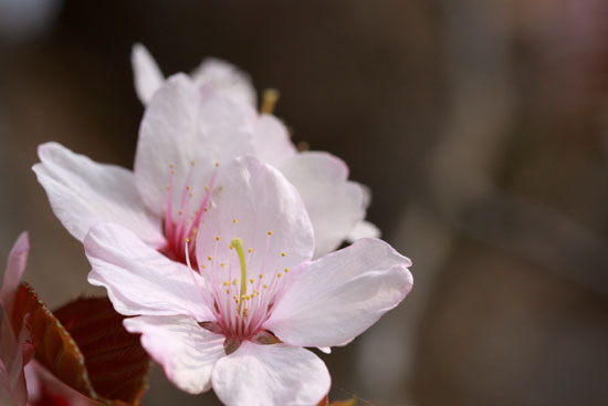 桜の頃・その２_e0235910_7102585.jpg