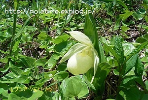 c0200413_1715118.jpg