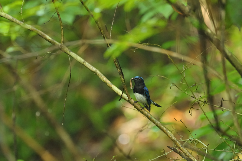 縁のない鳥_e0149914_2343346.jpg