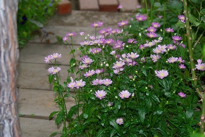 f0170524_1558234.jpg