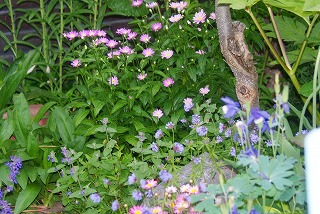 f0170524_1619093.jpg