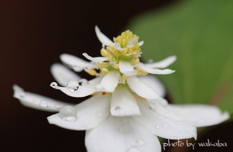 梅雨の合間の花模様_e0052135_22353987.jpg