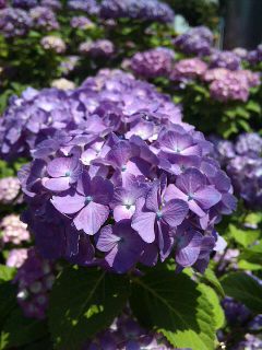 名古屋の紫陽花_a0103940_16183632.jpg