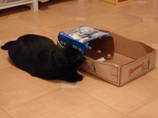 待ち伏せする猫 のぇるろった編。_a0143140_23572065.jpg