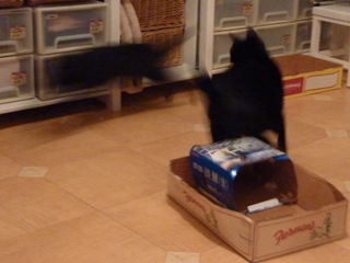 待ち伏せする猫 のぇるろった編。_a0143140_23582053.jpg