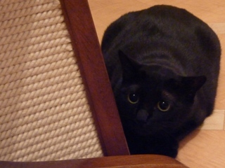 待ち伏せする猫 のぇるろった編。_a0143140_23594185.jpg