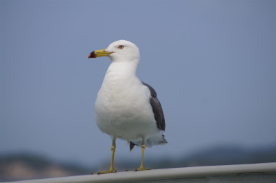 何事もなかったように_a0150244_22255332.jpg