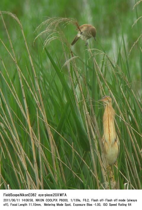 2011.6.11 大久保農耕地B区_c0062451_17113927.jpg