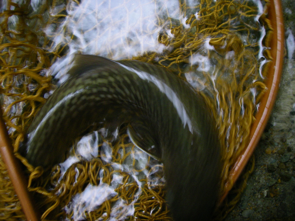 やっと魚の写真が_e0029256_16124925.jpg