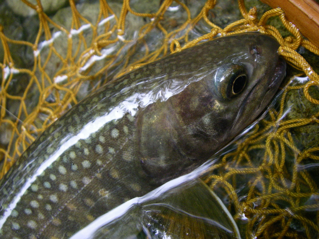 やっと魚の写真が_e0029256_16135387.jpg