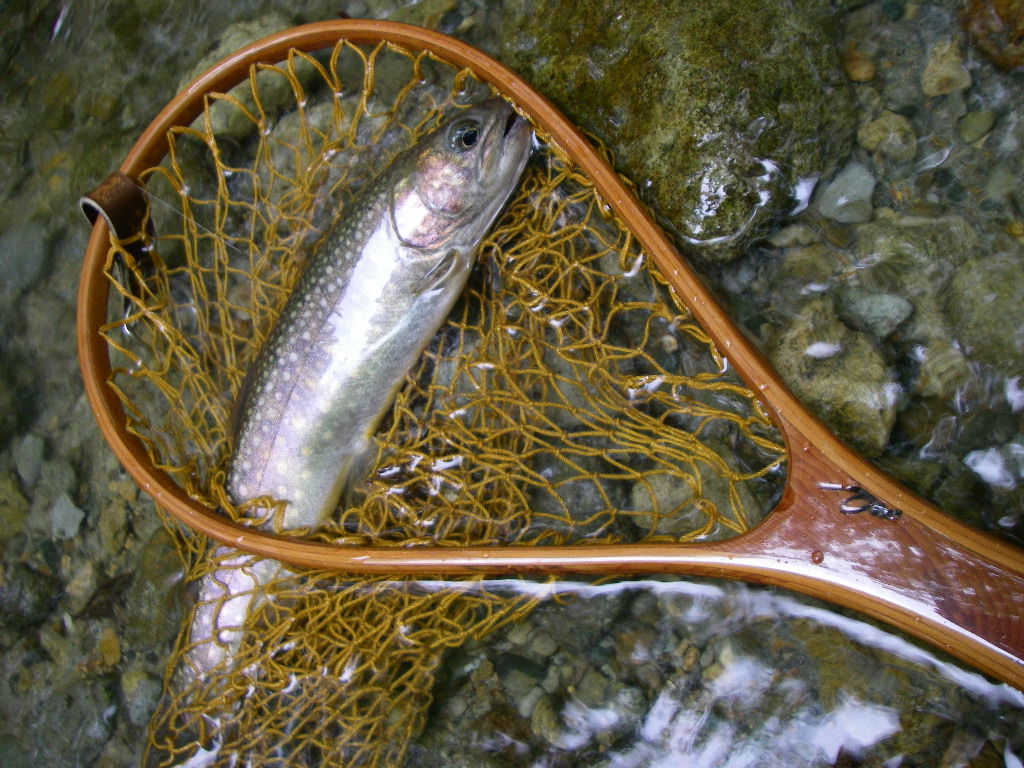 やっと魚の写真が_e0029256_16163357.jpg