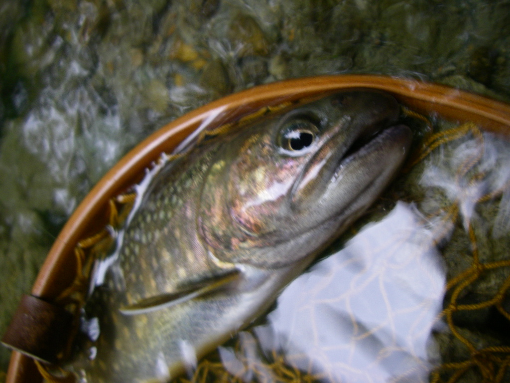 やっと魚の写真が_e0029256_16192743.jpg
