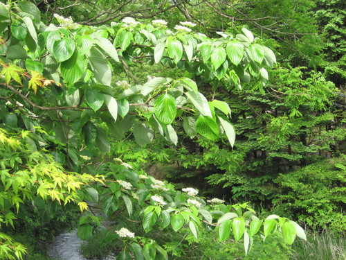 f0236260_1120352.jpg