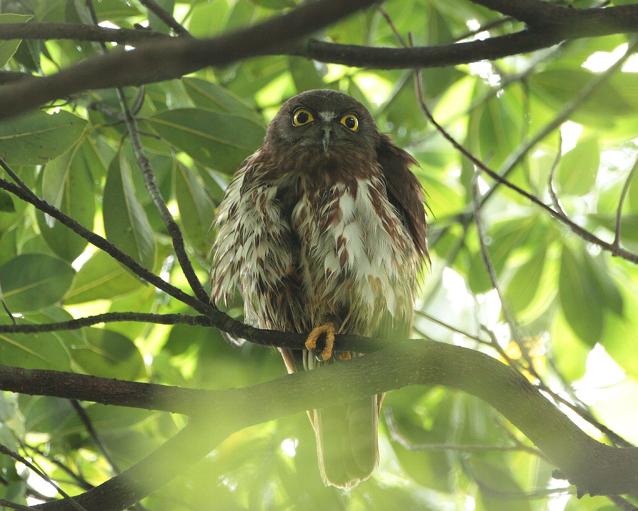 アオバズクのピンチ 可愛いフクロウ類のフリー壁紙 Life With Birds 3