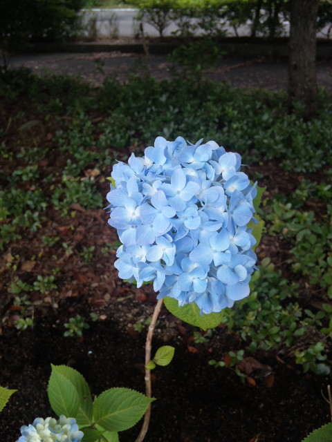 紫陽花_a0077071_210648.jpg