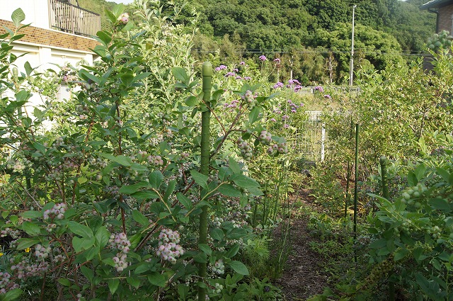 e0181373_2234410.jpg